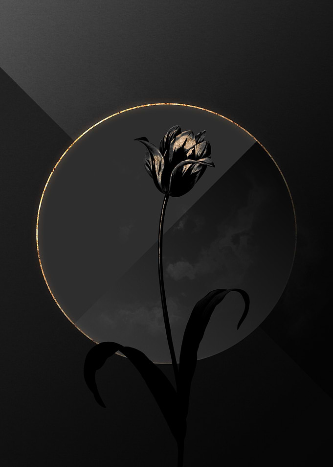 Dark Tulip Black and Gold