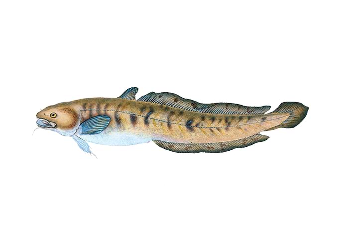 Burbot Lota