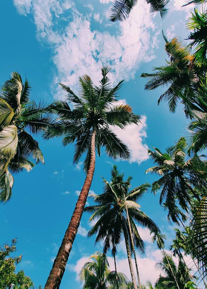 Big Palm Trees tropical