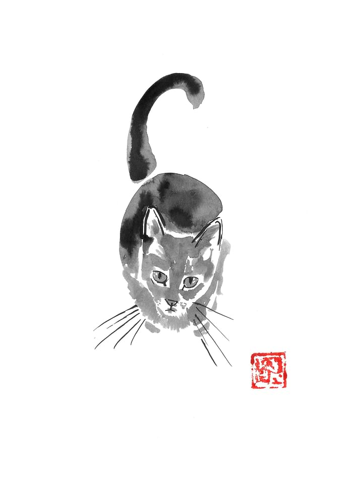 from above cat