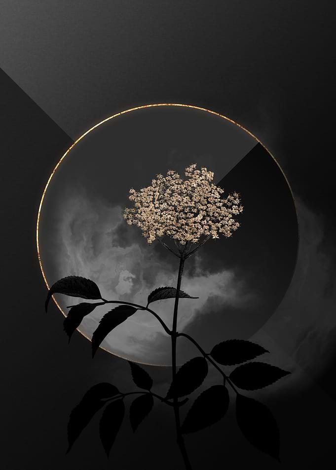Dark Gold Elderflower