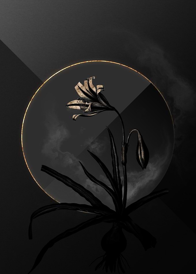 Dark Amaryllis Shadow Gold