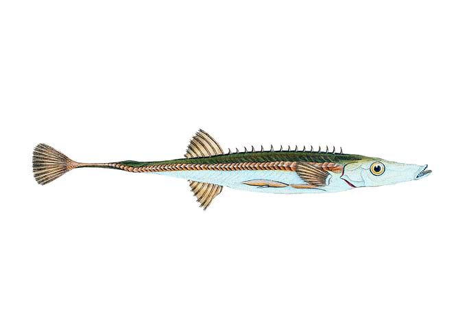 Fifteen spined Stickleback