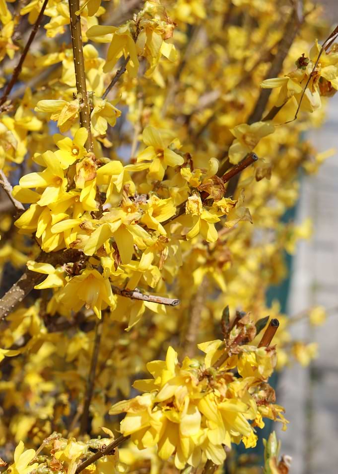Spring