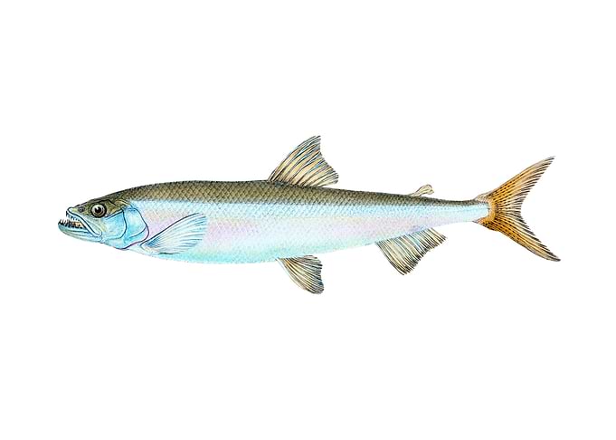 Anchovy