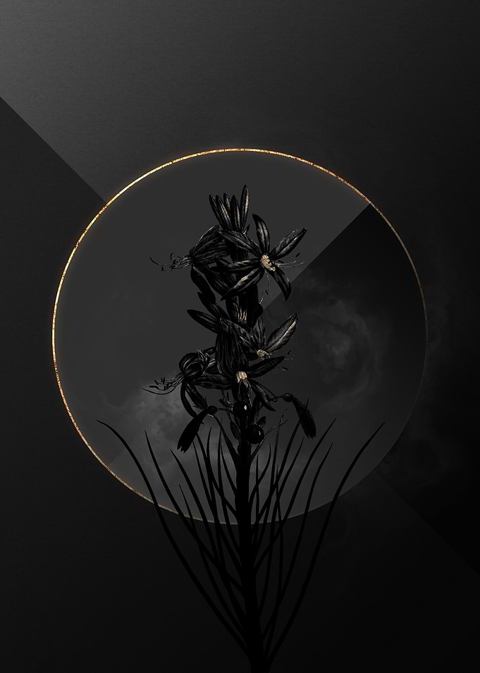 Shadow Asphodel Black Gold