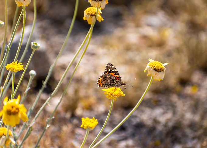 Butterfly Don't Fly Away