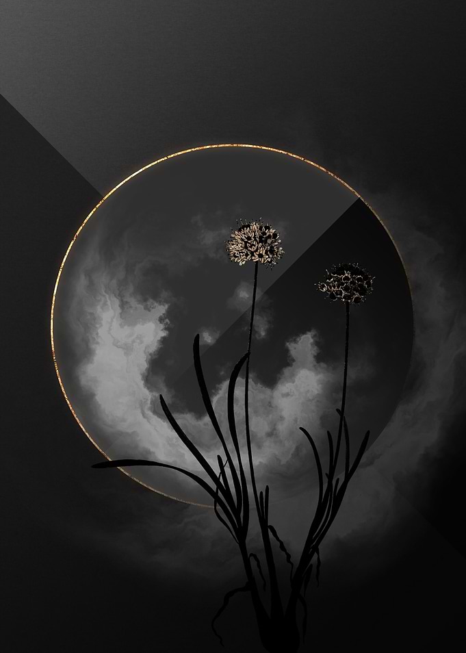 Dark Allium Shadow on Gold