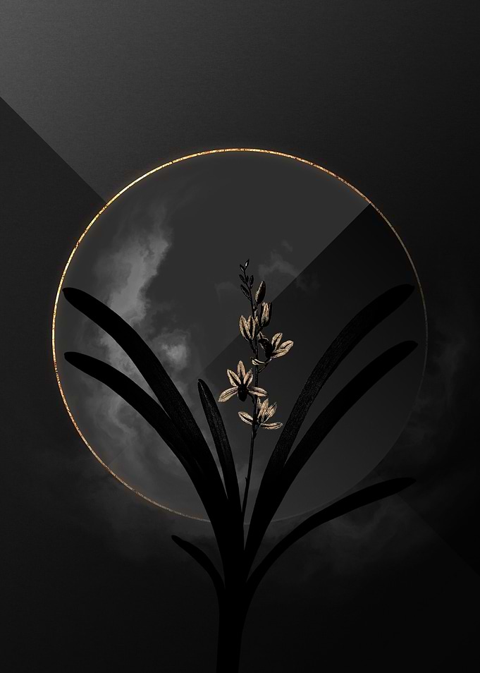 Dark Boat Orchid with Gold