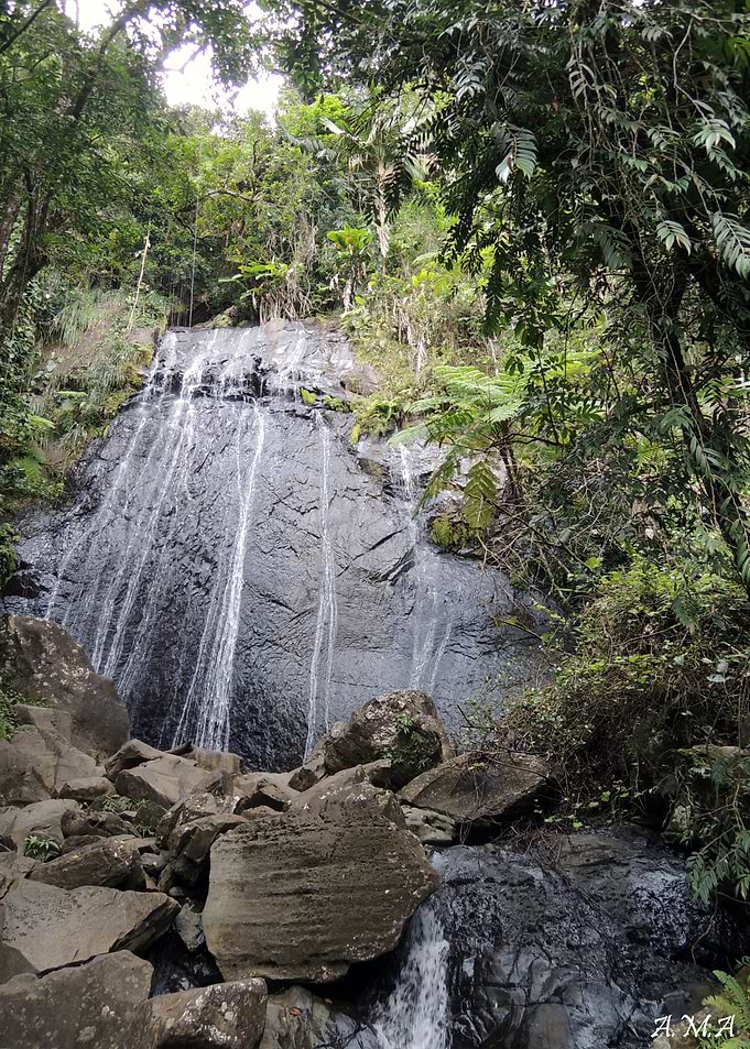 Rainforest