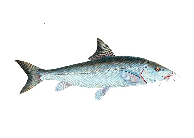 Barbel Cyprinus Barbus
