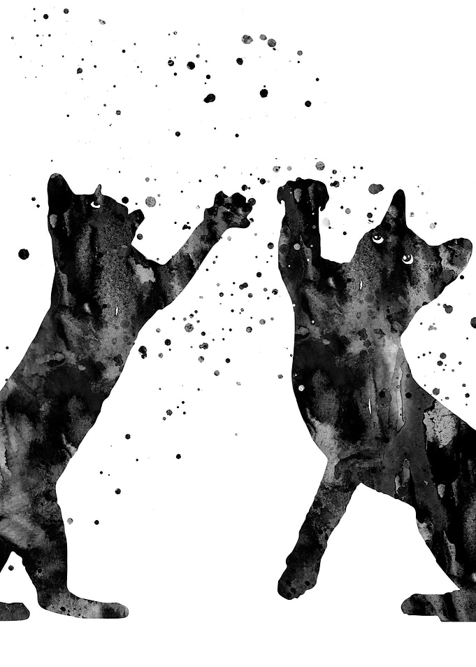 Playing cat