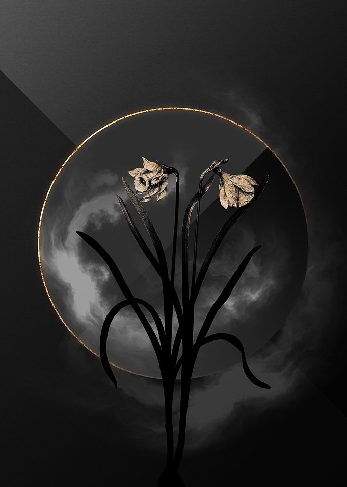 Narcissus Black and Gold