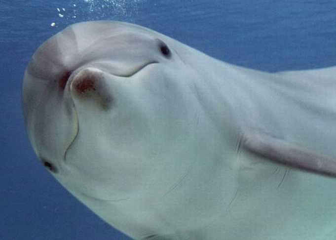 Dolphins