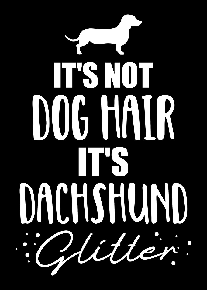Dachshund