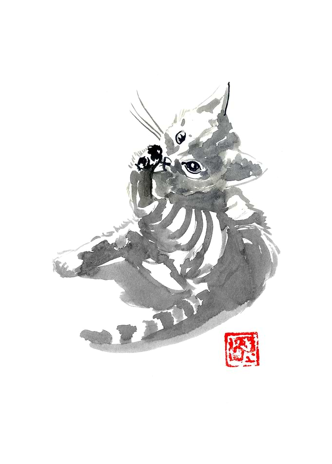 washing cat