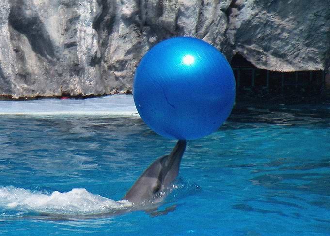 Dolphins