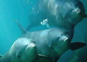 Dolphins