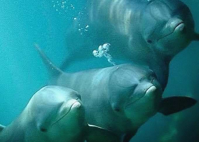 Dolphins