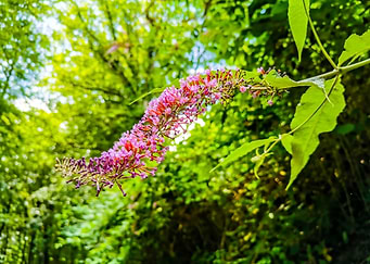 Switzerland Flower