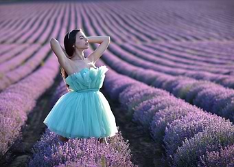 In the Lavender Fields