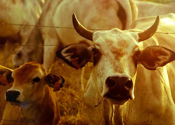 Mum and Baby Cow