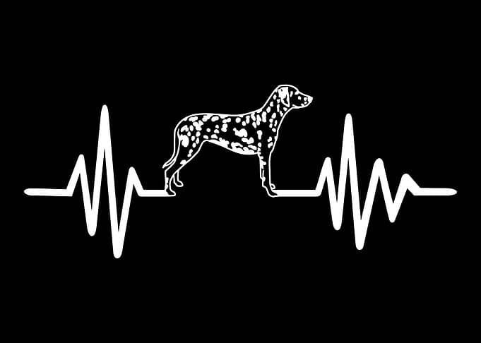 Dalmatian