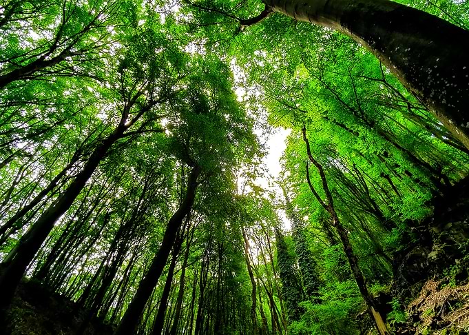 Switzerland Forest 1