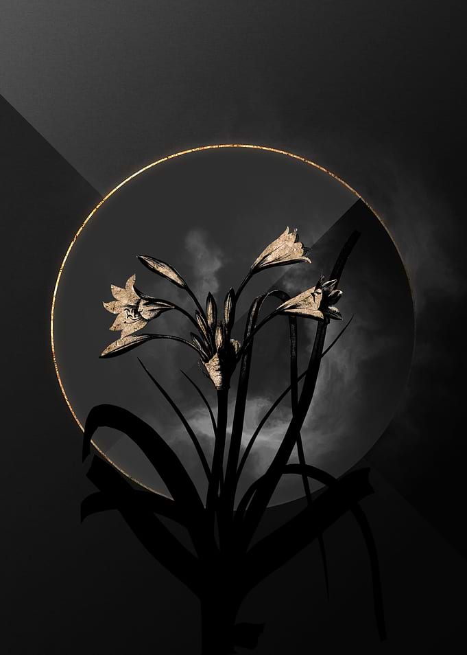 Lily Black and Gold Art