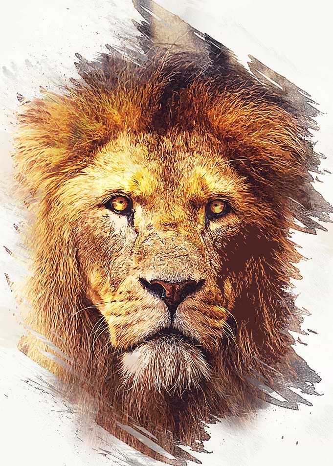 Wild lion