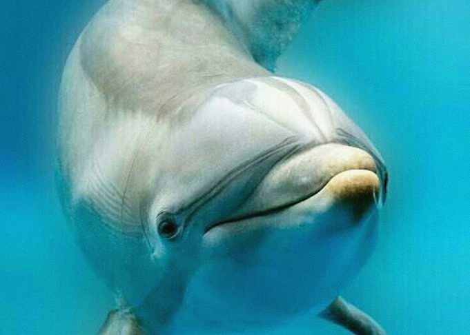 Dolphins