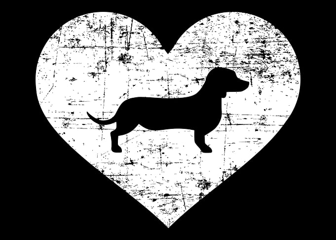 Dachshund