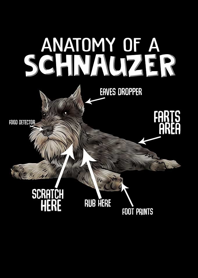 Schnauzer Dog