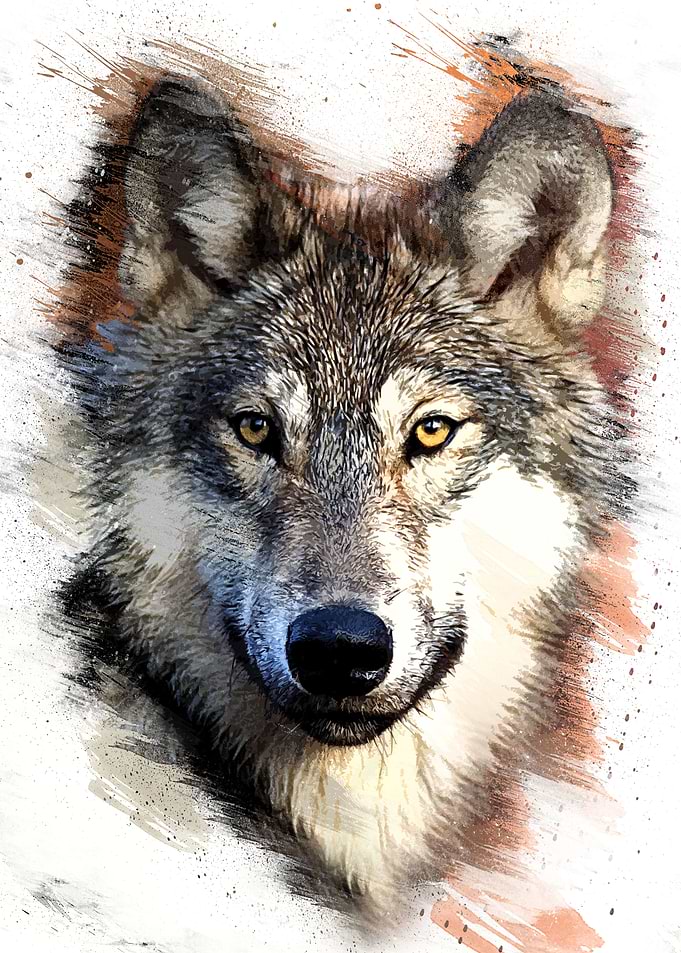 Wild wolf
