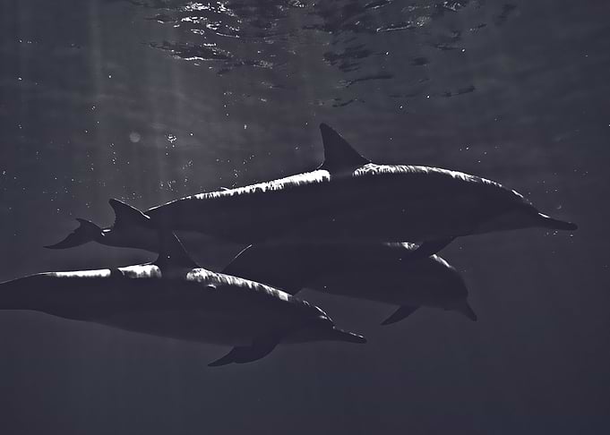 nature dolphin
