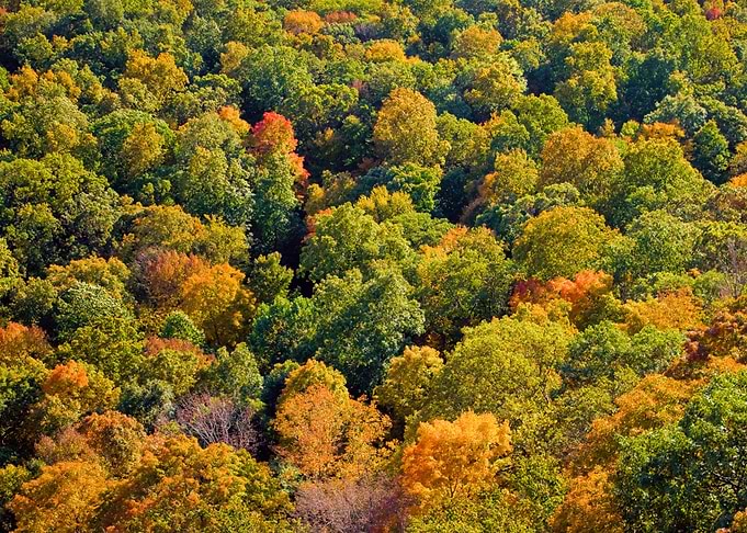 Aerial Autumn Background B