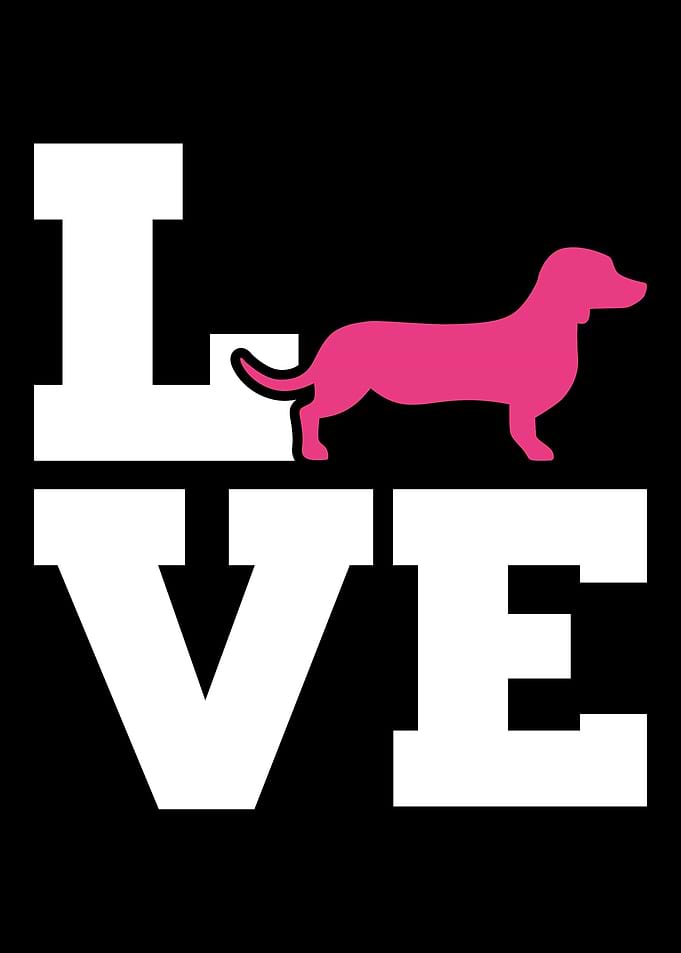 Dachshund