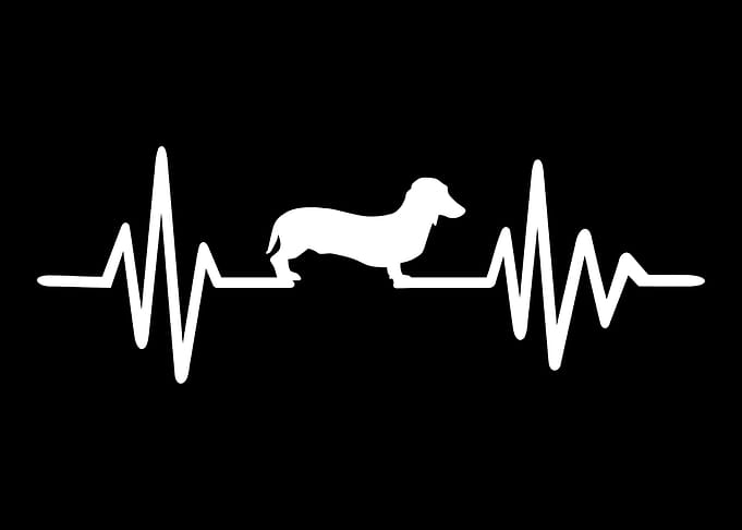 Dachshund