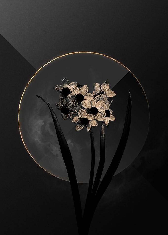 Narcissus Black and Gold