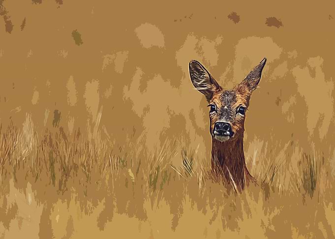 nature deer Nature deer