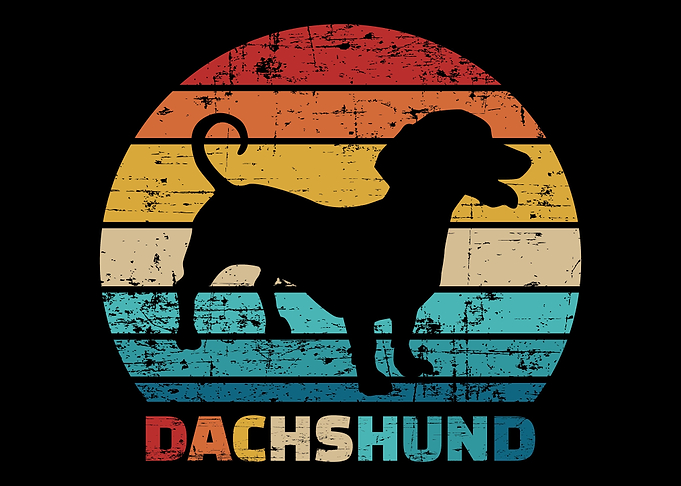 Dachshund