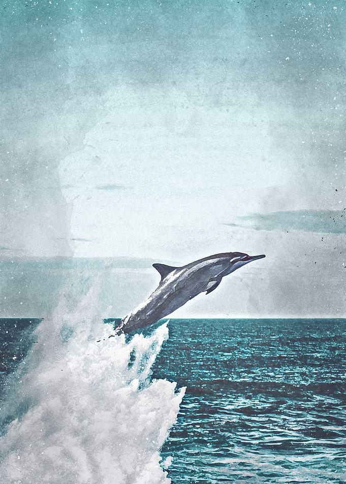 nature dolphin ocean