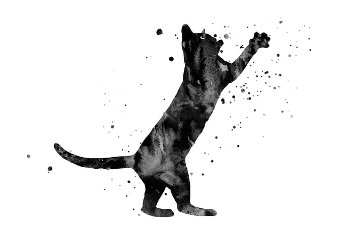 Playing cat