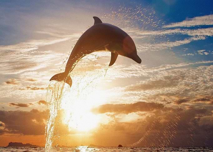 Dolphins