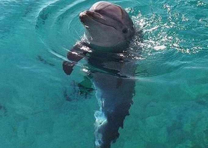 Dolphins
