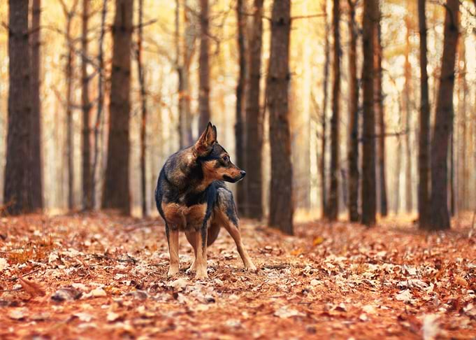 Animal Autumn Black Canine