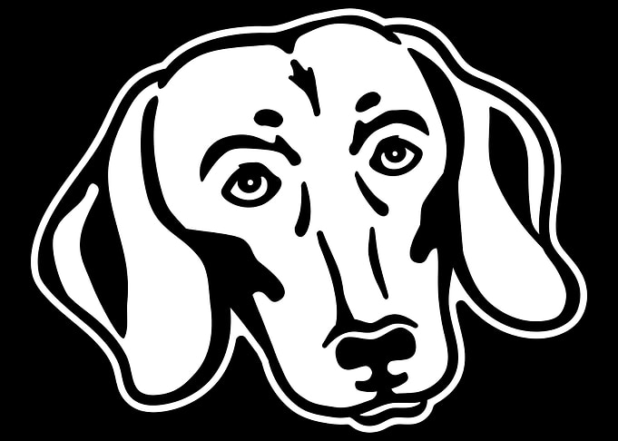 Dachshund