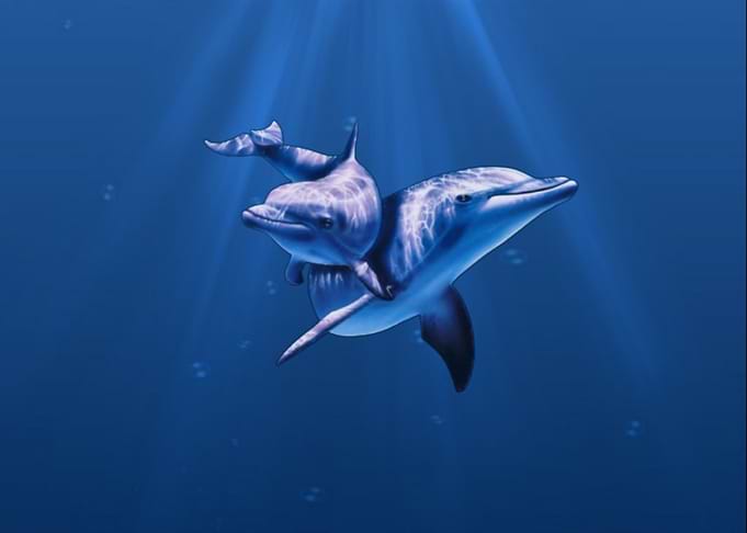 Dolphins