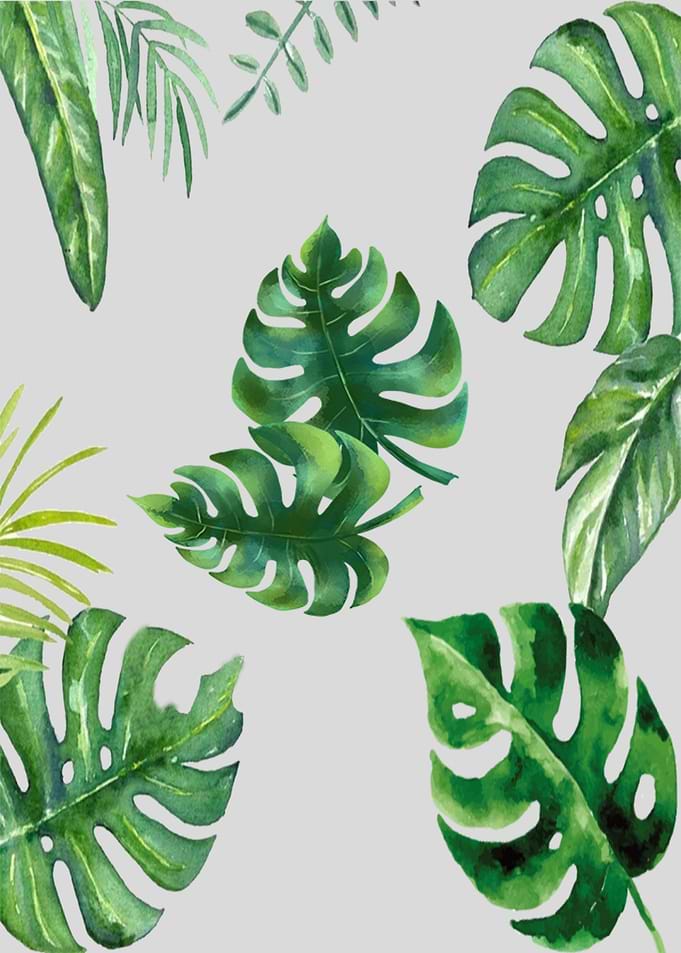 Tropical leaves leaf plant