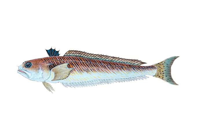 Greater Weever